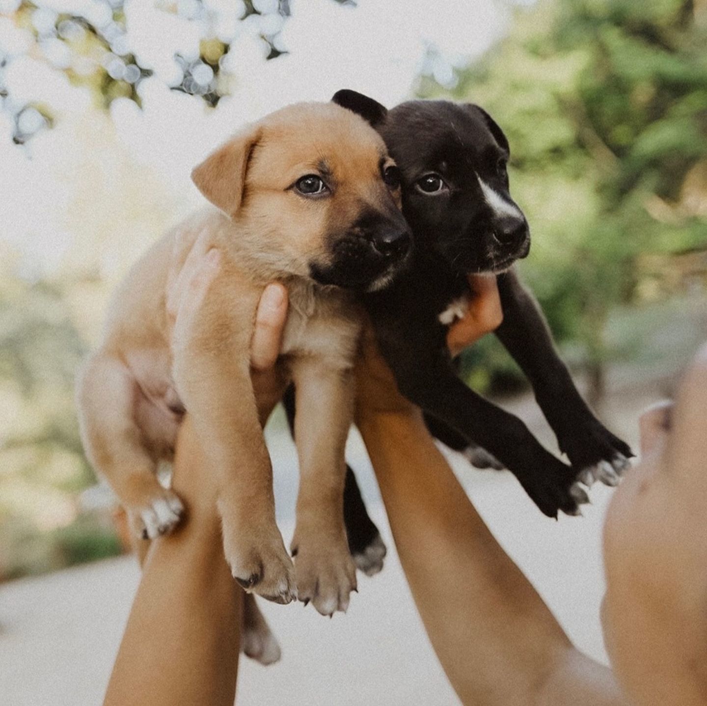 Adopt a Pet | Herschel & Harrison